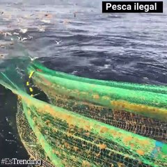 ¿Está cerca el fin de los océanos? Con esta alternativa se busca proteger el 30% de ellos