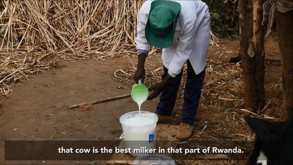 Kerry farmer?s delight over impact last cow on his dairy farm is making after donating it to Rwandan family