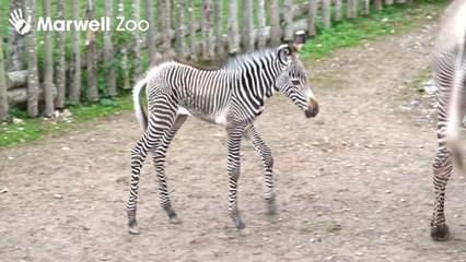 Grevy zebra