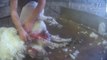 Footage of violent sheep shearing practices at Scottish farms