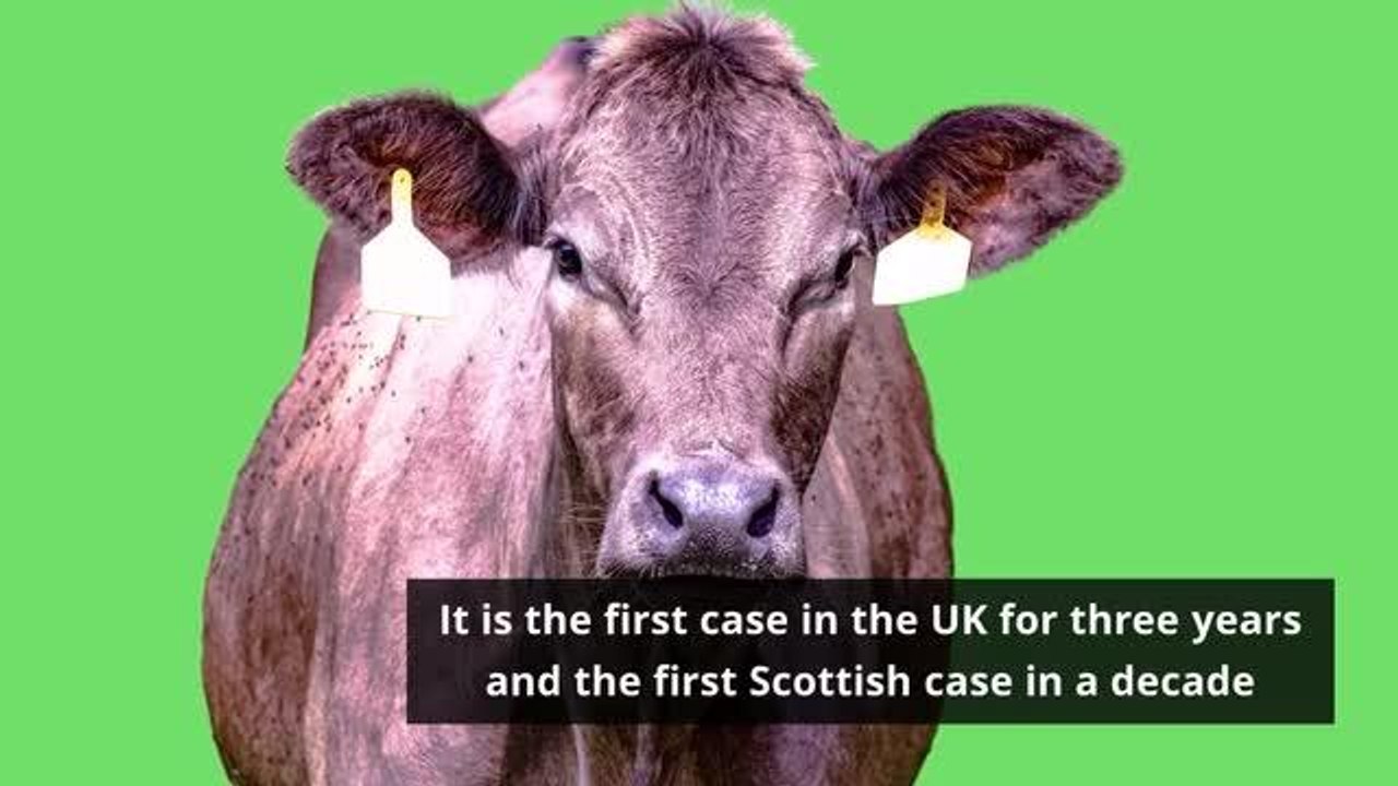 Mad Cow Disease