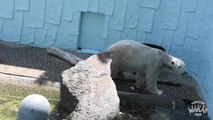 Polar bear dies ahead of Doncaster retirement