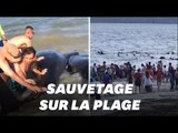 Des dauphins échoués sur la plage sauvés par des baigneurs