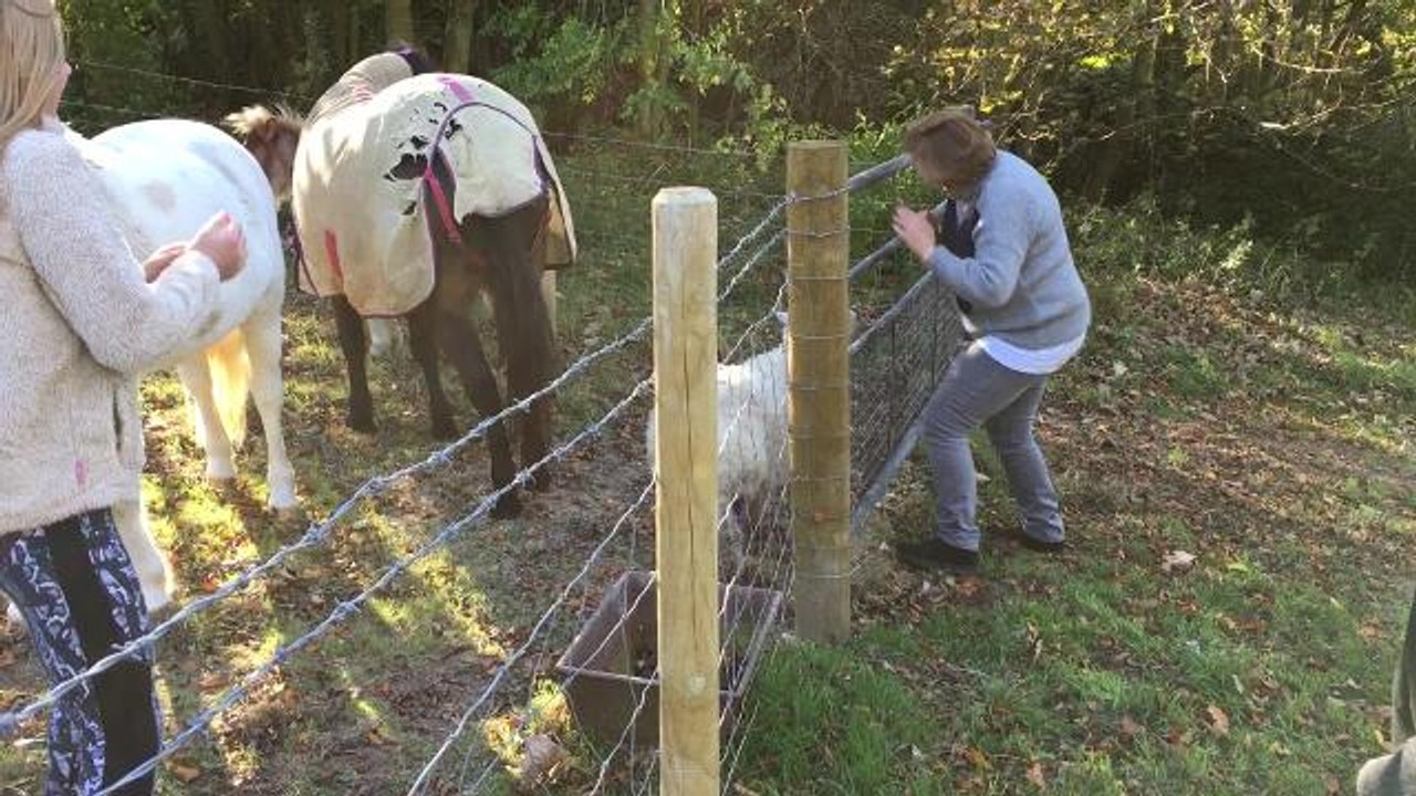 Sheep attacked on Cissbury Ring