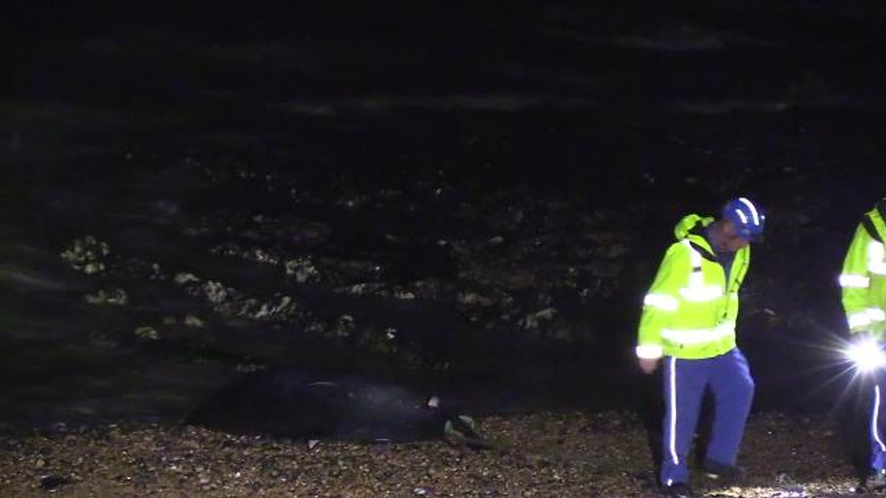 Whale washes up on Sussex beach