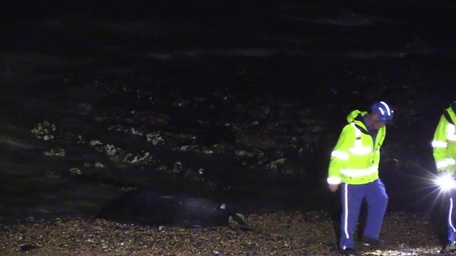 Whale washes up on Sussex beach