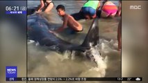 [이 시각 세계] 美 해변에 고립된 고래떼, 관광객들이 구조