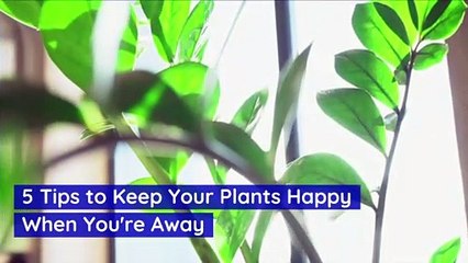 5 Tips to Keep Your Plants Happy When You're Away