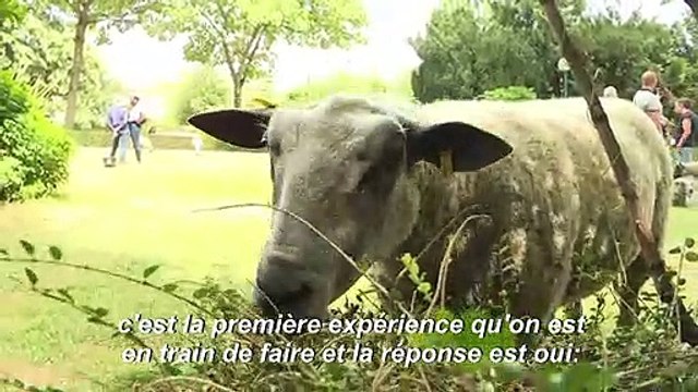 Des brebis en transhumance à Paris