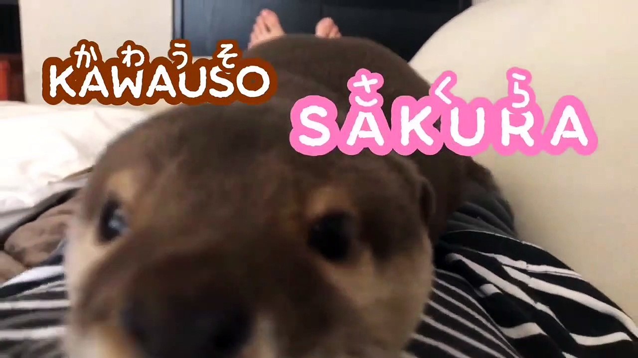 カワウソさくら 餌につられつつタワーを制覇する Otter climbing the tower