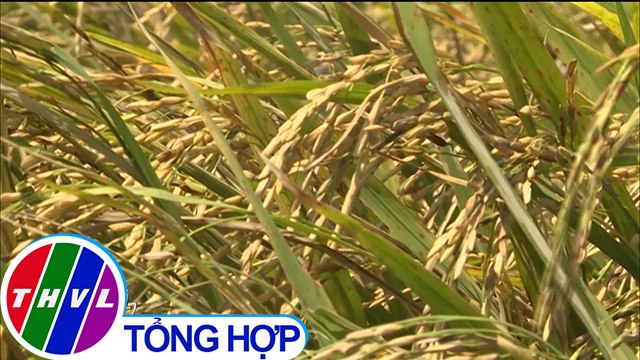 THVL | Người dân Đồng Tháp không sản xuất lúa vụ 3 để xả lũ đón phù sa