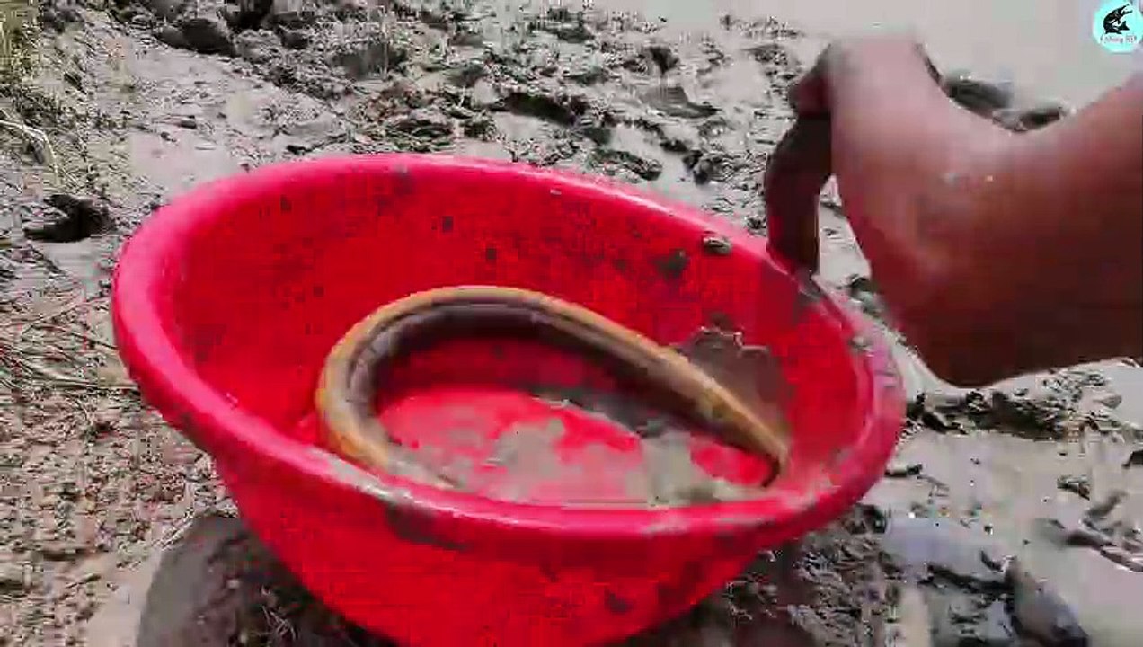 Best Oil Fishing - Unique Fishing in Eel Fish-Hole with Fishing Oil