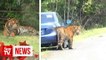 Perhilitan believes tigers on the loose in T'ganu might be someone’s “pet”