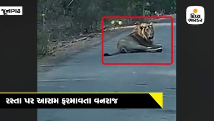 ઇન્દ્રેશ્વર રોડ પર આરામ ફરમાવતા વનરાજાનો વીડિયો વાઇરલ થયો