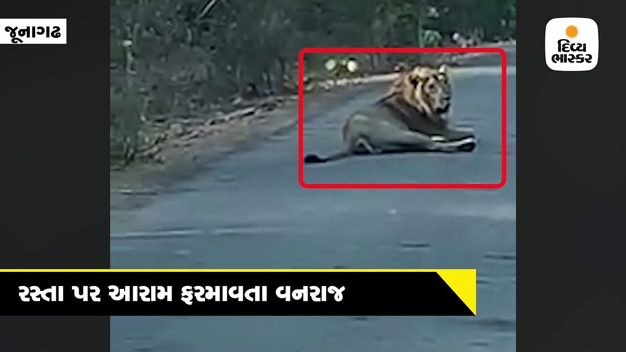 ઇન્દ્રેશ્વર રોડ પર આરામ ફરમાવતા વનરાજાનો વીડિયો...