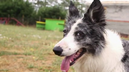 Faune - Faire du sport avec son chien