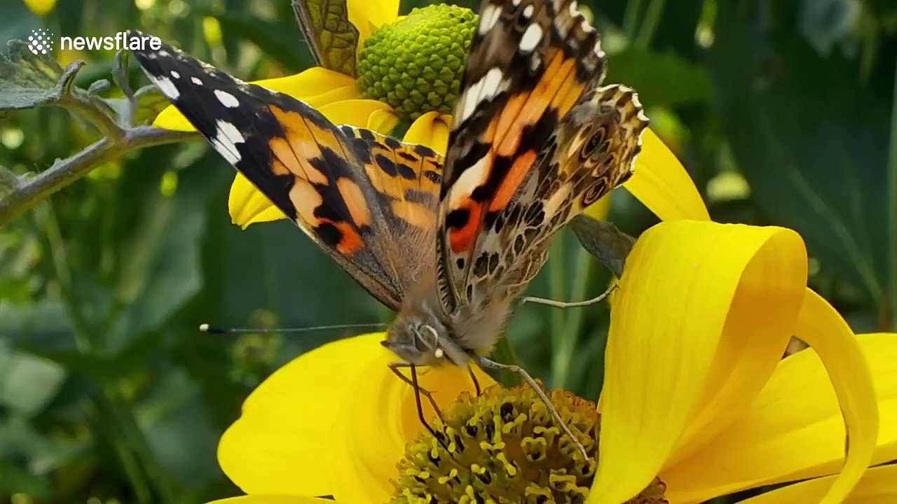 Britons urged to help count influx of painted ladies butterflies