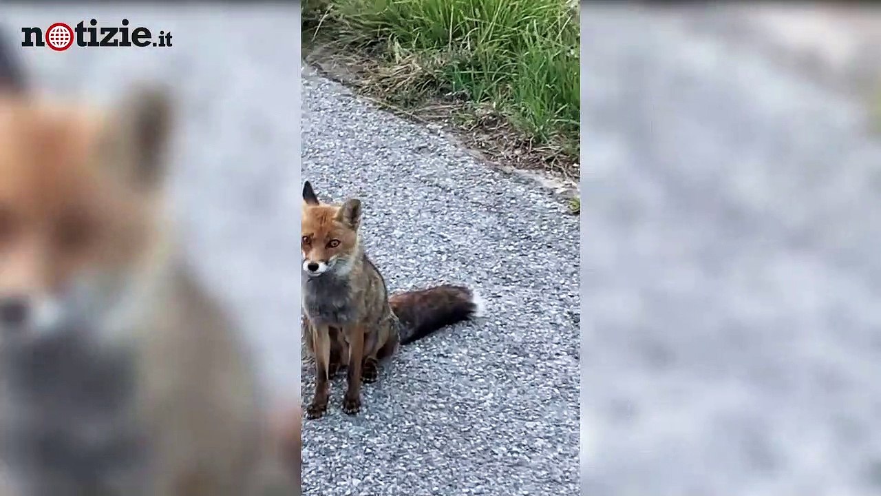 La volpe e la merendina: la chiacchierata surreale sui Monti Sibillini | Notizie.it