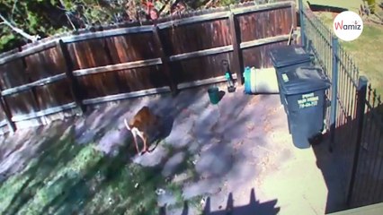 La caméra filme une femme en train de jeter quelque chose dans un jardin : la vérité est glaçante