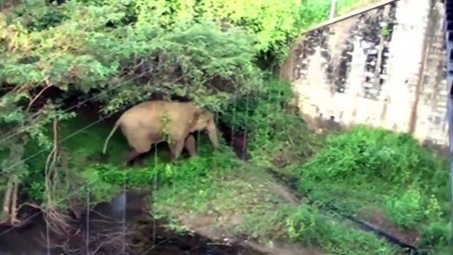 Elephants vs Electric Fences