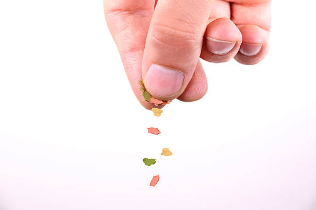 Que laisser à manger à ses poissons pour partir en vacances ?