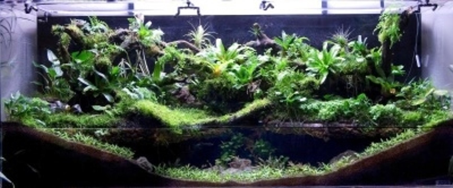Qu'est-ce-que le paludarium ?