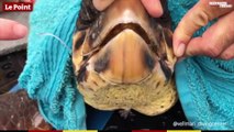 Espagne : des plongeurs filment le sauvetage d'une tortue piégée dans un filet de pêche