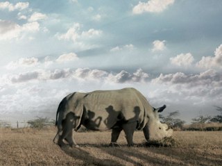 The Last Male on Earth: Trailer HD VO st FR/NL