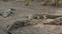 Peligrosa atracción turística con cocodrilos de Costa Roca
