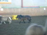 SHERAZADE & LOUXOR - PONEYS MINIATURES AMERICAINS