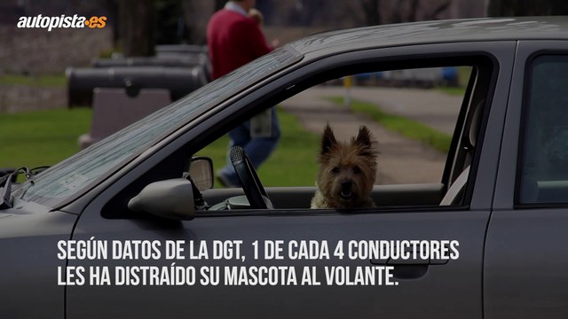 Cómo viajar seguros en coche con mascotas