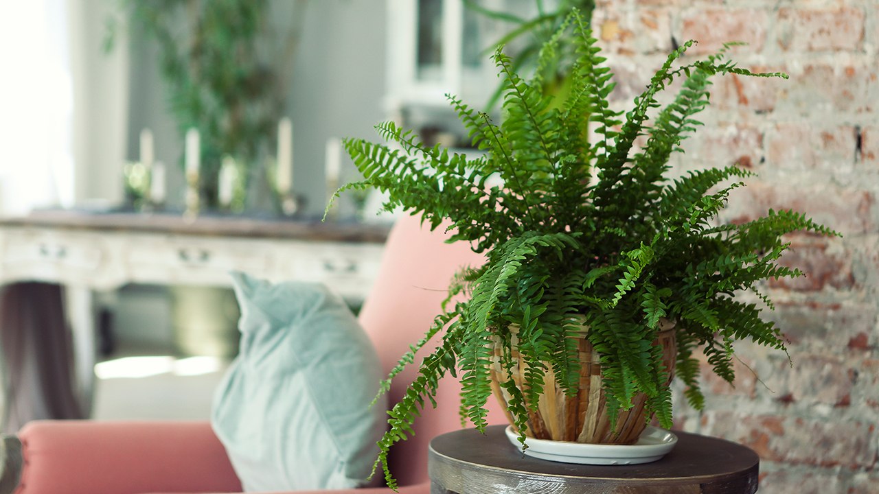 5 Tipps: So bleiben Pflanzen im Urlaub frisch!