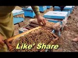 Honey Bee Making Tricks in Urdu Hindi - Bee Form In Pakistan
