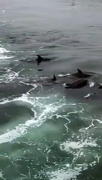 Ces dauphins nagent parmi les surfeurs !