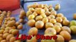 How to Harvest Orange in Sargodha Pakistan  Orange Factory  Vlog
