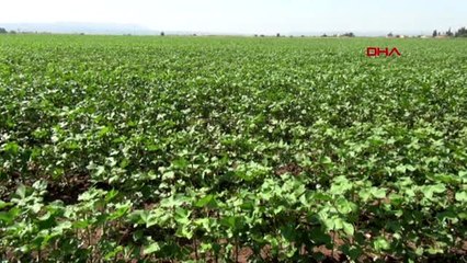 HATAY AMİK OVASI'NDAKİ PAMUKTA 'ZENK' HASTALIĞI ORTAYA ÇIKTI