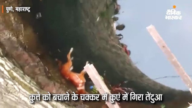 कुएं में गिरा तेंदुआ