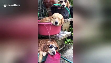 'Hot dog fountain!' Three golden retrievers cool off using buckets and a hose