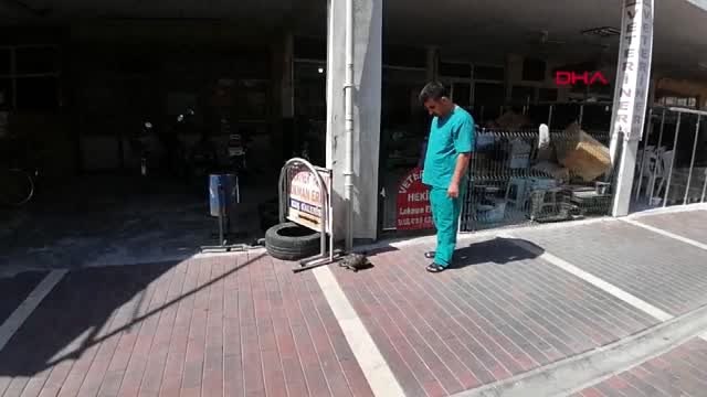 MERSİN Veteriner kapısına bırakılan yaralı kaplumbağa hayata tutundu