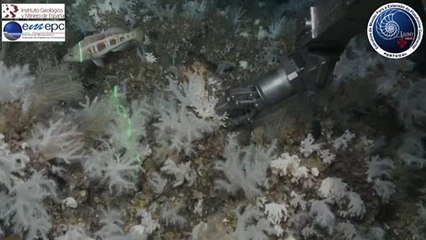 Új koralltelepet fedeztek fel