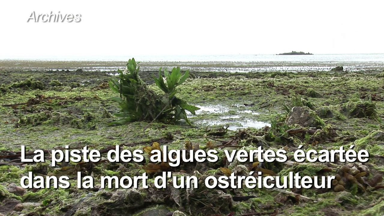 Algues vertes: les autorités du Finistère veulent rassurer