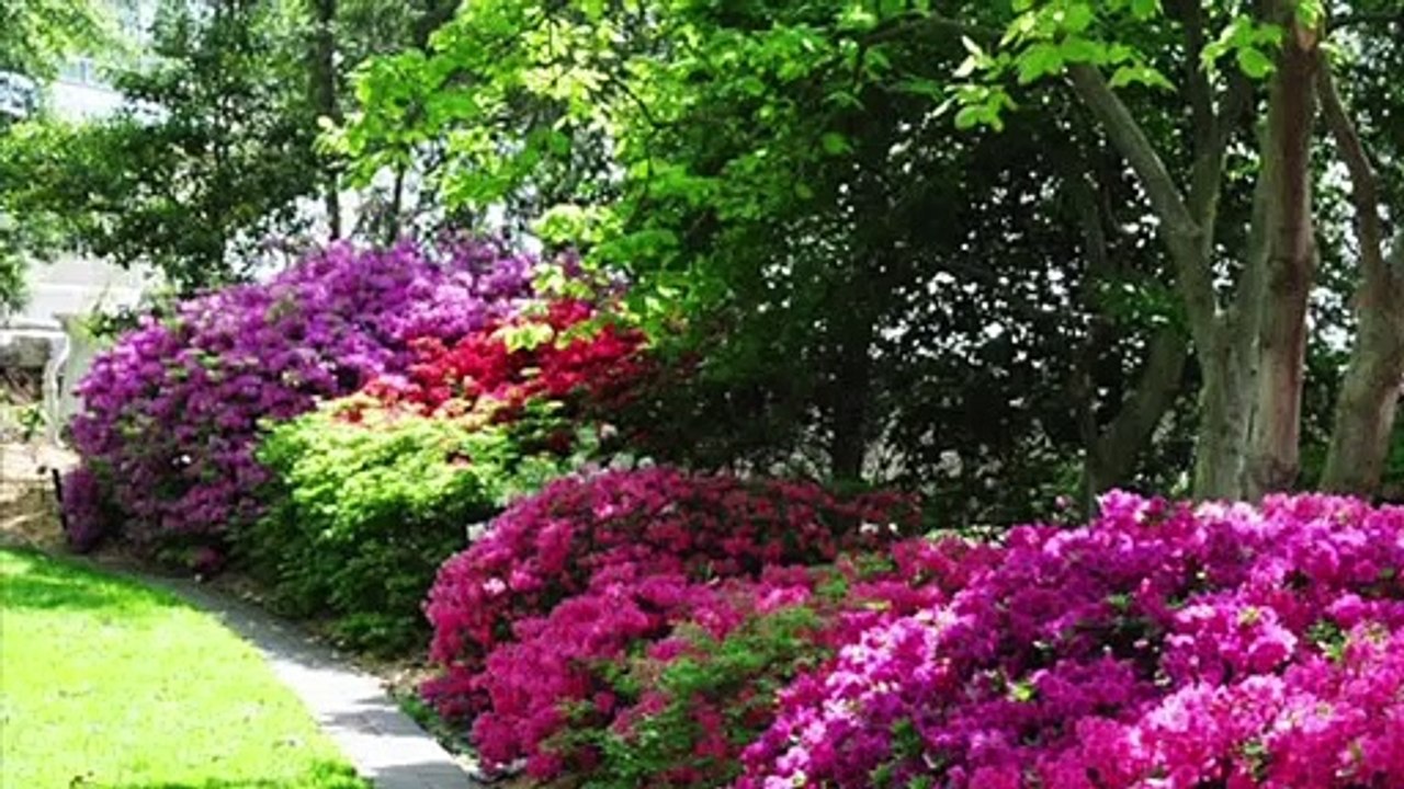 How to grow and care for AZALEA Flowers - Gardening at Home