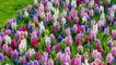 How to care and grow HYACINTH FLOWERS - Gardening at Home