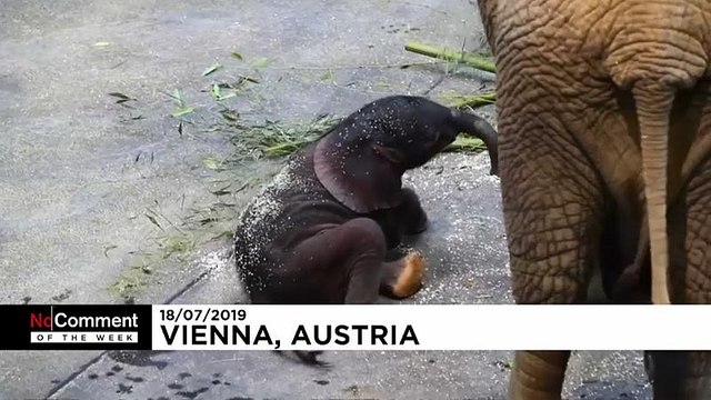 Турнир косарей, новорождённый слонёнок и грохот барабанов