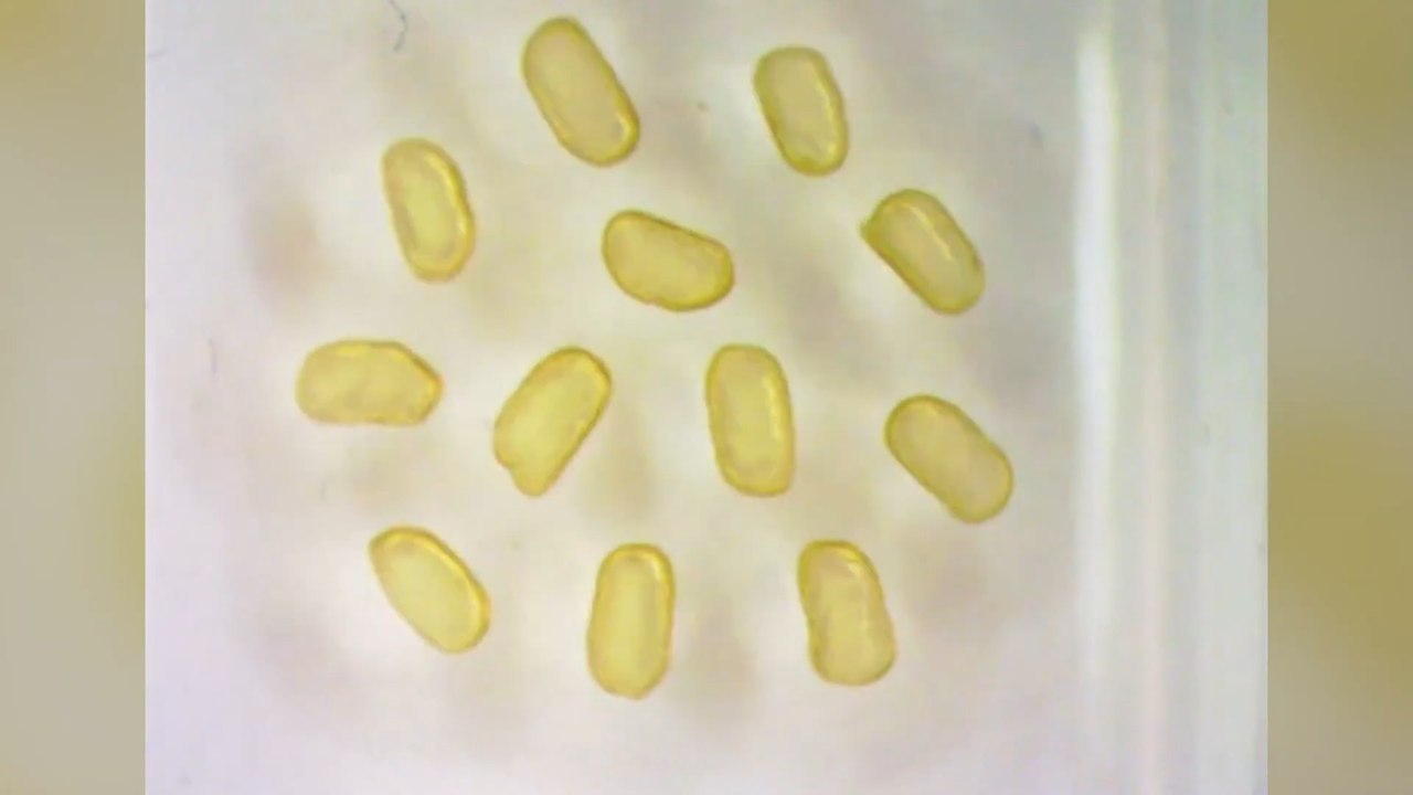 Científicos desarrollan "imanes" líquidos con gotas magnéticas