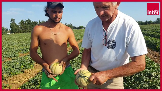 Comment bien choisir son melon ? Le reportage de Stéphane Cosme pour On va déguster
