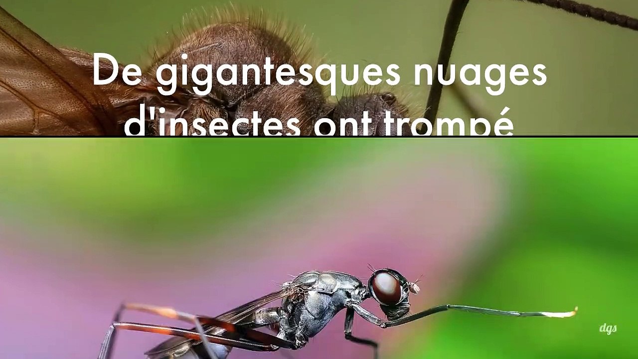 De gigantesques nuages d'insectes ont trompé des satellites météo et altéré leurs prévisions