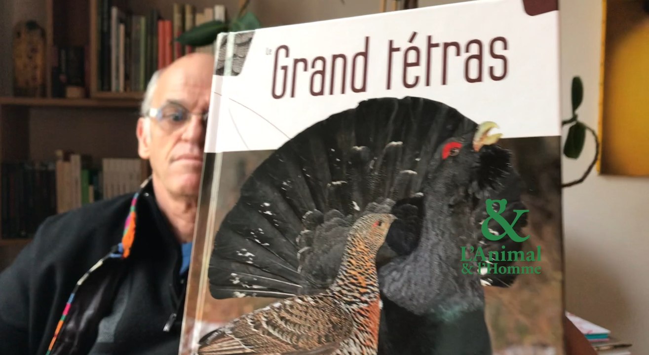 Interview 2 de Emmanuel Ménoni : Le grand tétras, un drôle d’oiseau !