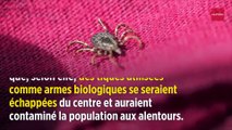 Pourquoi la maladie de Lyme n'est pas une « expérimentation secrète du Pentagone »