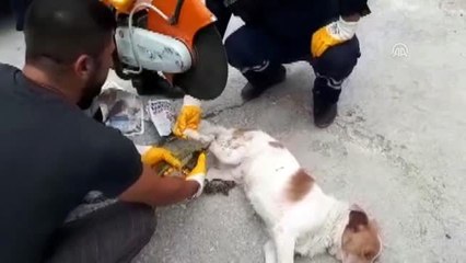 Ayağına zincir takılan "Çakır"ı itfaiye kurtardı